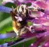 Osmia signata
